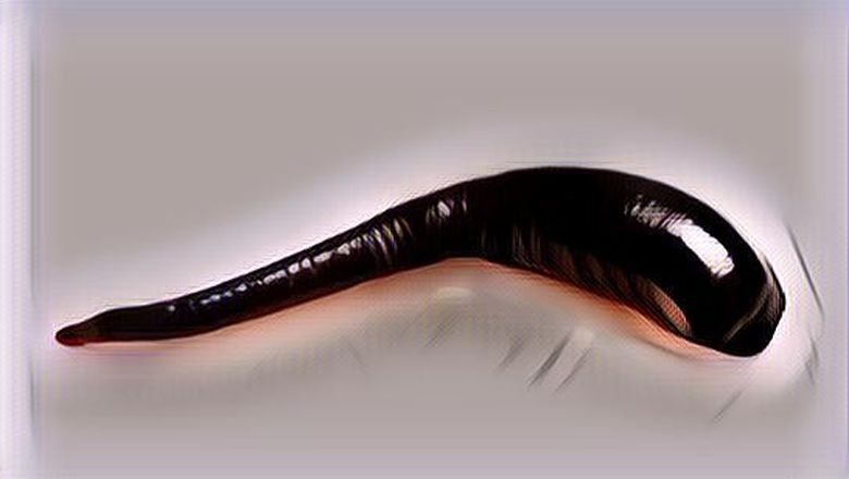 Nggak Cuma Vampir, Ternyata Hewan Ini Juga Makhluk Penghisap Darah Lho!