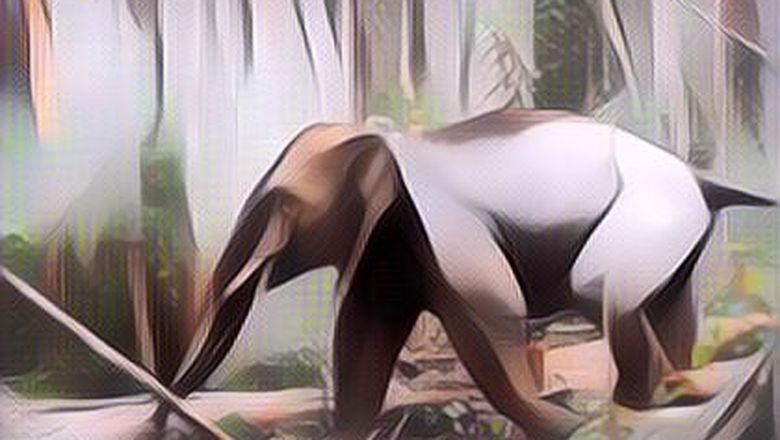 Gajah Liar Mengamuk di Lampung, Satu Warga Tewas Berhasil Dievakuasi Polisi