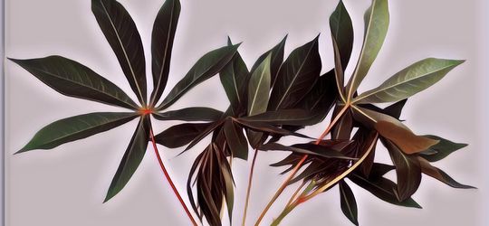 Ternyata Kandungan Nutrisi Daun Singkong Luar Biasa! Cocok Banget untuk Asupan Sayur Ibu Hamil dan Menyusui