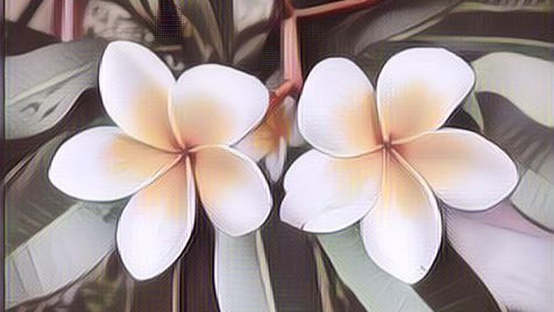 Manfaat Tersembunyi Dari Bunga Kamboja, Bunga Yang Identik Dengan Kuburan!