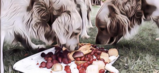 Ternyata 5 Makanan Manusia Ini Aman di Konsumsi Anjing