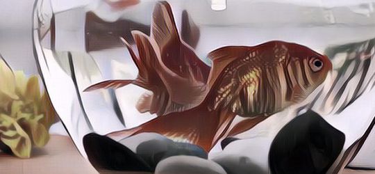 Bintang dari Segala Binatang-binatang: Hewan-hewan Peliharaan Supermahal