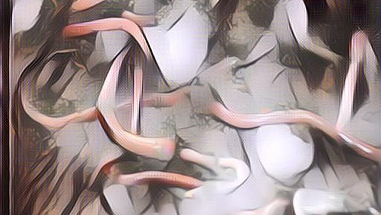 Viral Fenomena Aneh, Cacing yang Berbondong-Bondong Keluar Dari Tanah, Ada Apa?