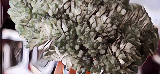 Fakta Unik Sayuran Brokoli Berikut Ini Bakal Buat Kamu Nyesel Nggak Doyan