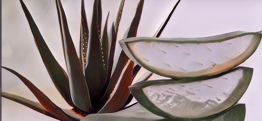 3 Lifehack Aloe Vera yang Bermanfaat Banget untuk Kulit
