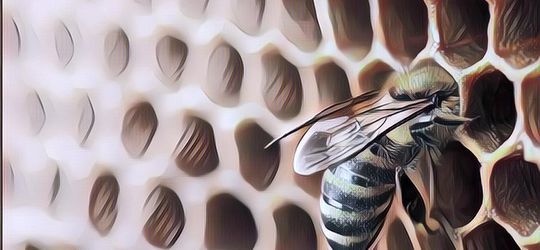 Menyedihkan! Seekor Lebah Butuh Seumur Hidup Hasilkan Satu Sendok Makan Madu