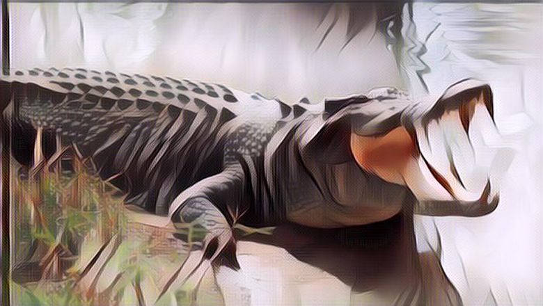 Mulutmu, Harimaumu, Viral Cewek Sebut Kantor Polisi Sebagai Peternakan Buaya, Ujung-ujungnya Ciut