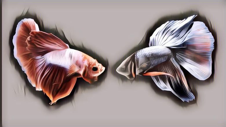 Kamu Wajib Tahu, Begini Cara Bedakan Ikan Cupang Jantan dan Betina