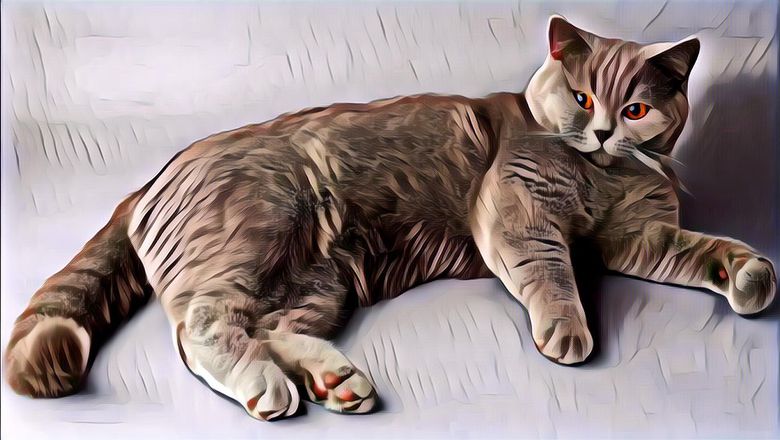 Ini Terlalu Cute, Nggak Mau Ditinggal Sendirian, Kucing Lucu Ini Ikut Pemiliknya Kuliah, Sembunyi di Laci