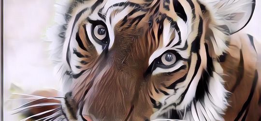 Harimau Ini Positif Corona, Penularan Virus dari Manusia ke Hewan