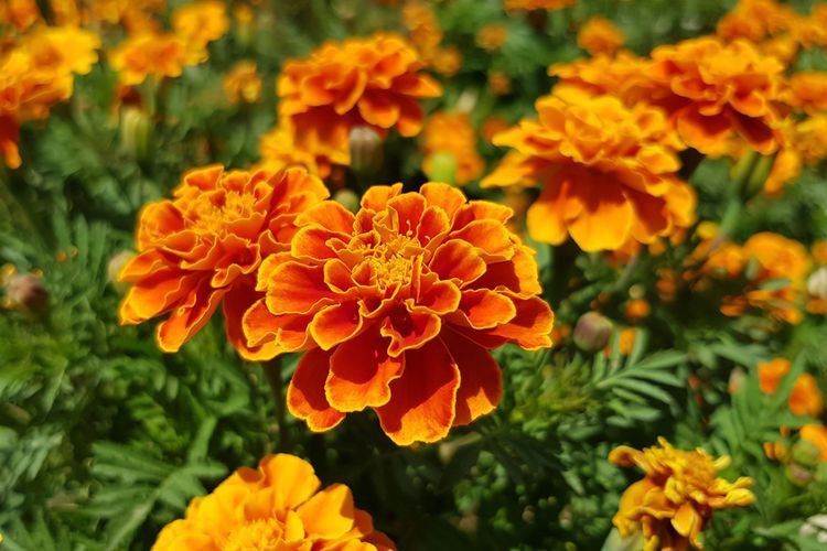 2. Marigold