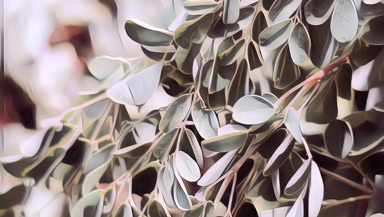 Percaya Nggak Percaya, Ternyata Ini Tujuan Orang Magetan Memandikan Jenazah dengan Daun Kelor