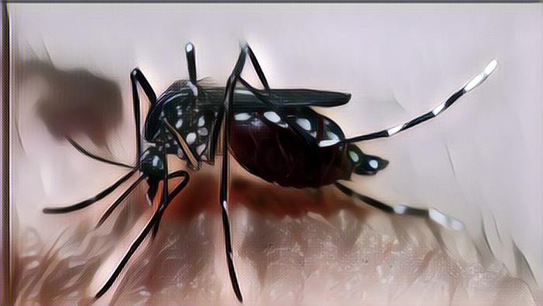 Musim Hujan Bikin Rawan DBD, Kota Jogja Sigap dengan Kerahkan Nyamuk Wolbachia