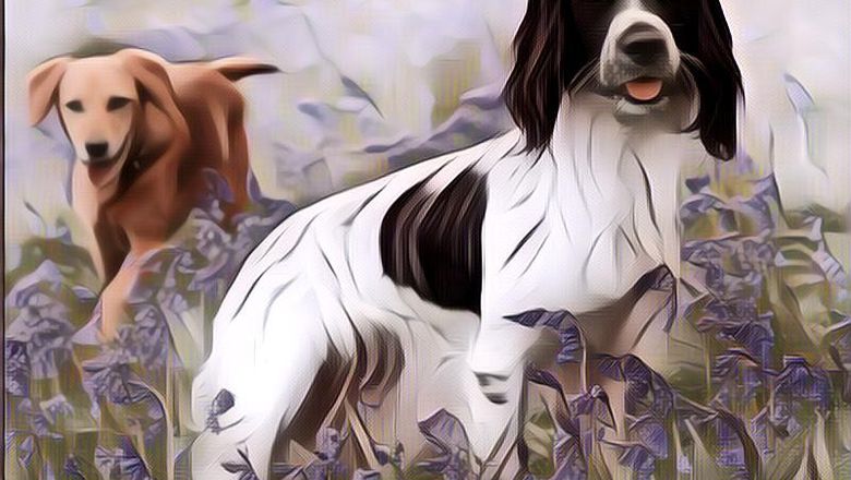 Cara Mengatasi Alergi Pada Anjing dan Melakukan Perawatan Di Rumah