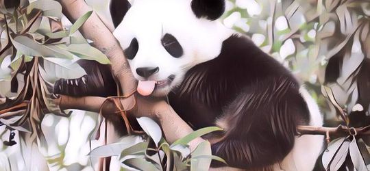 Yuk Tes IQ! Cerdas Kalau Kamu Bisa Temukan Tujuh Panda di Gambar Ini dalam Waktu 7 Detik