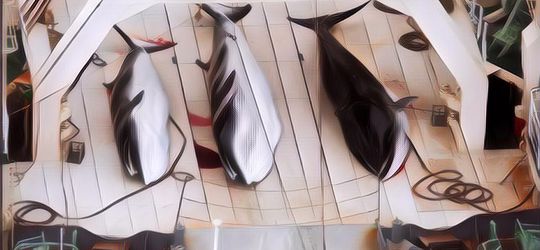 Kejamnya Tradisi 'Whaling', Berburu Paus untuk Keperluan Konsumsi dan Melestarikan Budaya