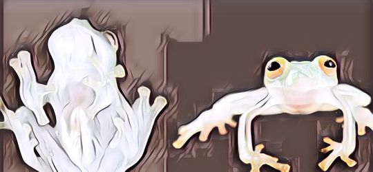 4 Hewan Aneh Ini Hasil Evolusi, Bikin Nggak Percaya