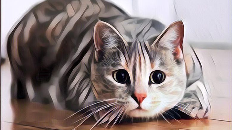 Sederet Mitos Tentang Kucing yang Masih Dipercaya Hingga Kini Oleh Netizen Indonesia