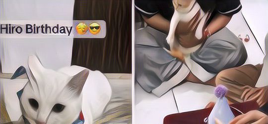 Lucu Banget! Ada Pesta Ulang Tahun Kucing, Tamunya yang Juga Kuncing dapat Bingkisan