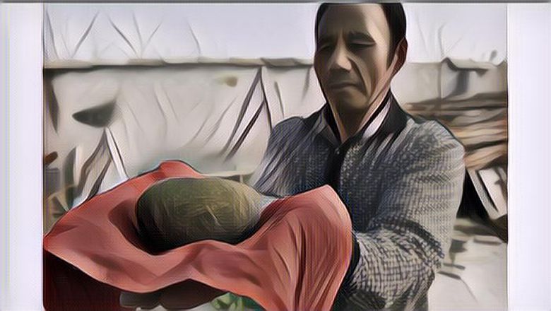 Siapa Sangka Manfaat Batu Empedu Babi Ternyata Luar Biasa, Begitu Juga Harganya!