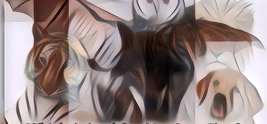 Gambar Apa yang Pertama Kalian Lihat? Ini Arti Kepribadian Kalian