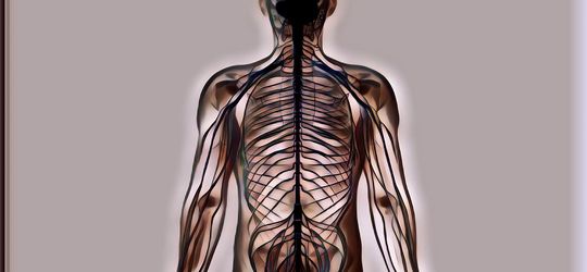 Mengenal Apa Itu Saraf Perifer dan Fungsinya untuk Tubuh