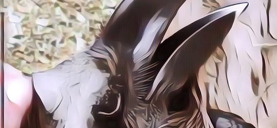 Video Hewan Ini Bikin Netizen Berdebat, Menurut Kalian Apa?