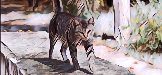 Ini 7 Alasan Kenapa Kamu Kerap Didatangi Kucing Liar