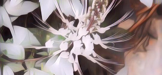 Jarang Diketahui, Ini Manfaat-Manfaat Daun Kumis Kucing bagi Kesehatan