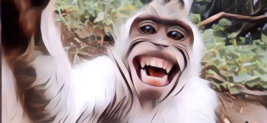 Akibat Pentingkan Kawin Daripada Cari Makan, Monyet Thailand Disterilkan