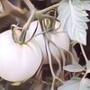 Viral Bahan White Tomato untuk Skincare, Ini Manfaatnya untuk Kulit
