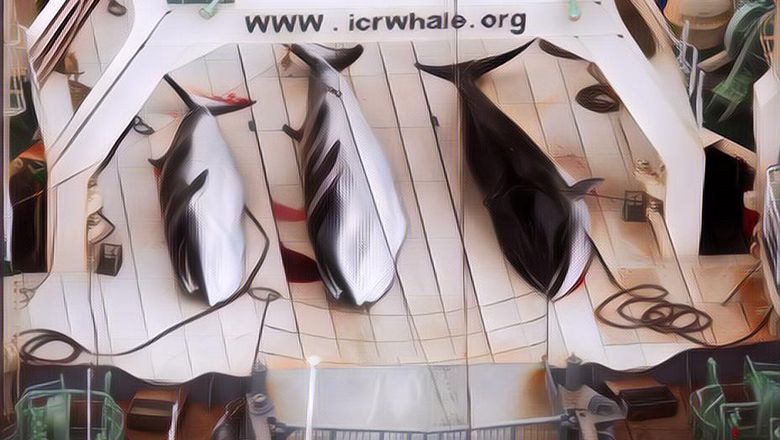 Kejamnya Tradisi 'Whaling', Berburu Paus untuk Keperluan Konsumsi dan Melestarikan Budaya