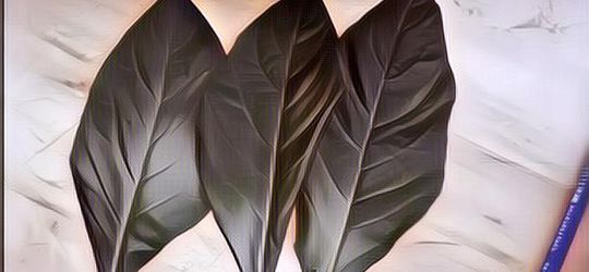 Khasiat Daun Afrika dan Cara Mengolah Nya, Simple Kok!