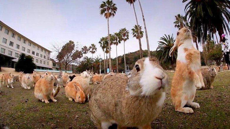 1. Pulau Okunoshima