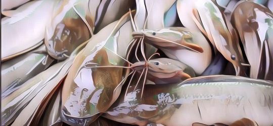 Saat Kolam Renang Disulap Jadi Kolam Lele Karena Pandemi Virus Corona