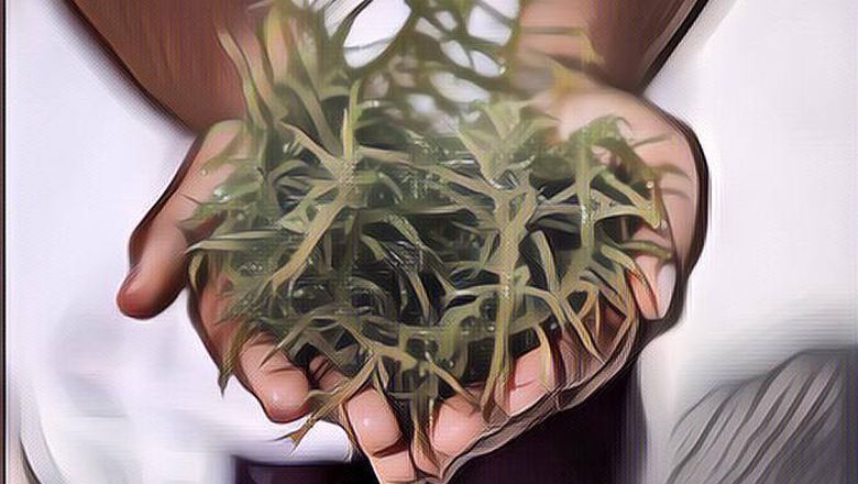 Populer di Jepang dan Korea, Berikut Alasan Mengapa Rumput Laut Merupakan Super Food