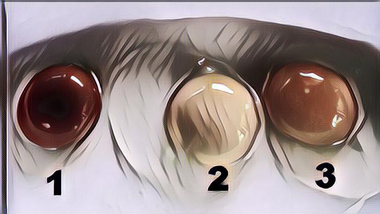 Apakah Kuning Telur Berwarna Oranye Gelap Lebih Bergizi dari yang Berwarna Kuning Pucat?