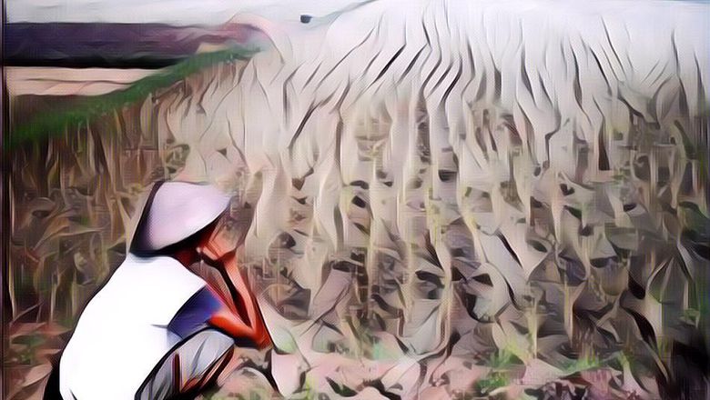 Kepikiran Gak sih, Berapa Luas Sawah yang Diperlukan Untuk Menghasilkan Satu Piring Nasi?