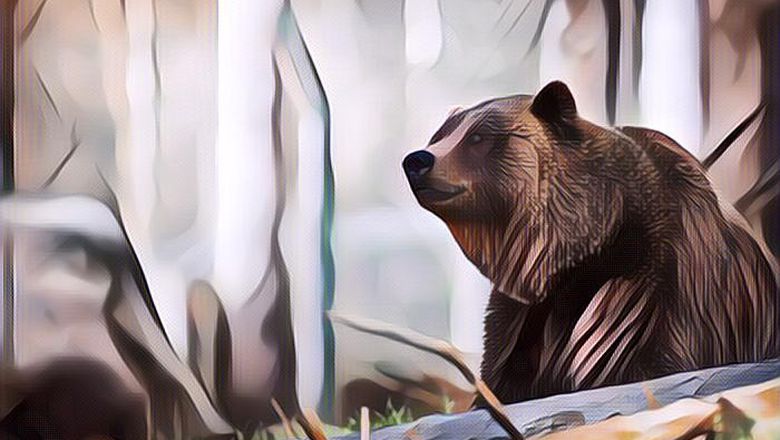 Aneh dan Menyerakan, Ada Beruang Ganggu Resepsi Pernikahan di Meksiko