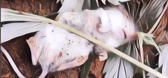 Sungguh-Sungguh Terjadi! Kisah Tikus yang Ketagihan Ama Ganja dan Direhabilitasi