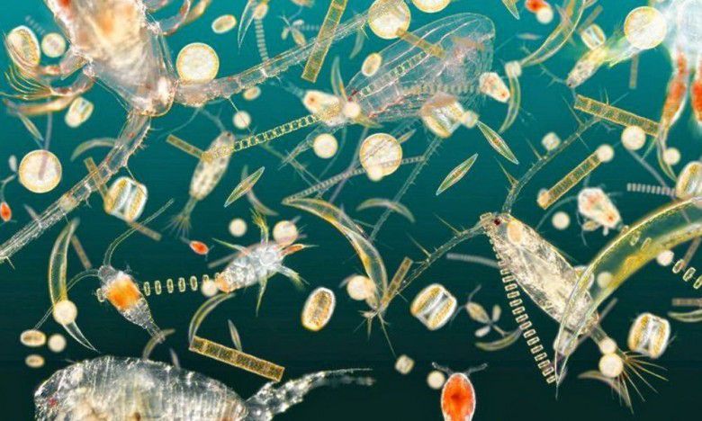 # Satu Paus Bernilai Ribuan Pohon