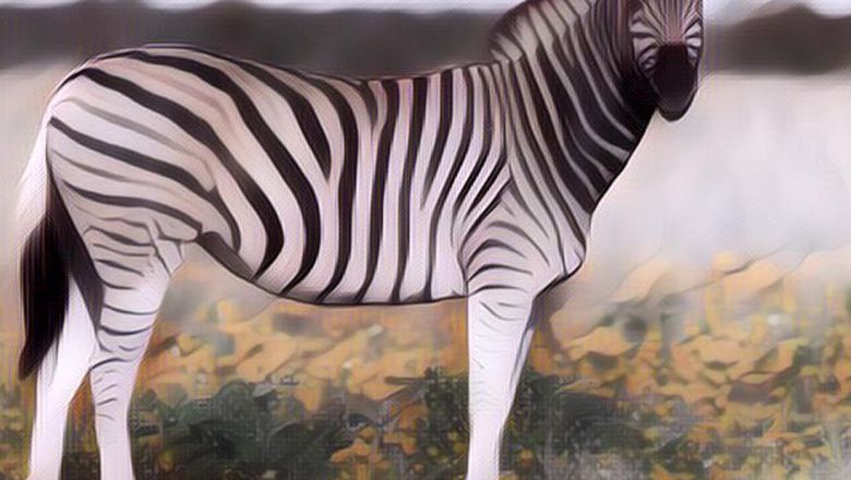 Ini Dia Alasan Mengapa Hewan Zebra Tak Pernah Ditunggangi Seperti Kuda