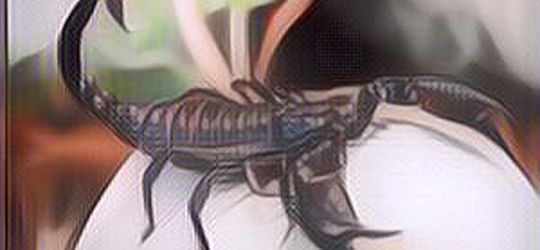 Ternyata Racun dari Hewan-Hewan Ini Bermanfaat Bagi Manusia