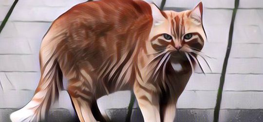 Kocak! Aksi Kucing Oren Ini Bikin Takjub Saat Melawan Seekor Ular, Cuma Sekali Tangkap