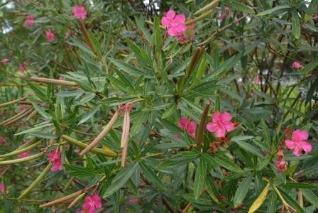 3. Nerium oleander