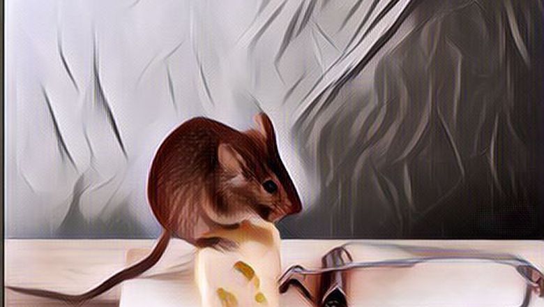 Cara Membasmi Tikus yang Super Efektif