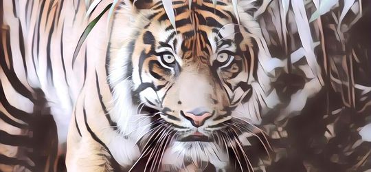 Prihatin Harimau Sumatera Mati, Bupati Aceh Selatan Kenang Pernah Dibantu Saat Tersesat di Hutan