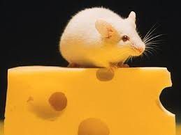 1. Menjebak dengan keju