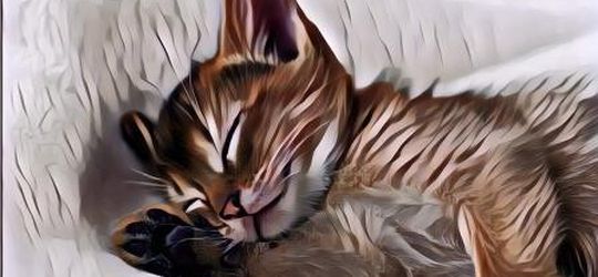 Cara Merawat Anak Kucing yang Baru Lahir Biar Sehat dan Gak Mati