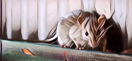 Dijamin Tikus Langsung Pergi Menggunakan Beberapa Tanaman Ini